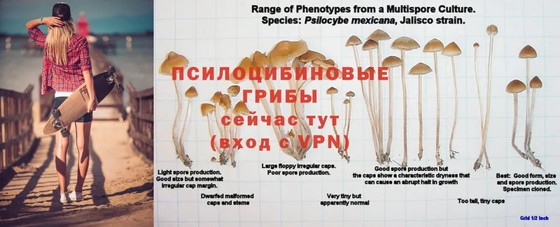 это официальный сайт  Динская  Галлюциногенные грибы Psilocybe 